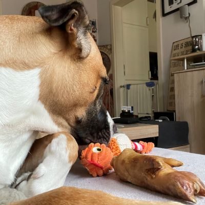 Thumbnail 2: kauartikel.com Schweine-Pfoten - Hunde-Kauartikel - Hunde-Snack - Kausnack vom Schwein - Leckerli