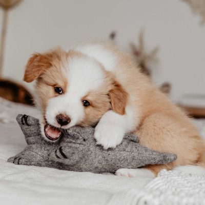 Thumbnail 2: HUNTER Hundespielzeug Eiby Elefant, grau 19 cm