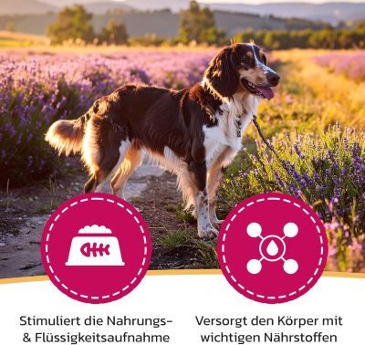 Thumbnail 4: LiquidoCare Appetitanreger für den Hund - hochkalorisches Tonikum mit Vitaminen & Mineralstoffen – für schlecht fressende, untergewichtige Hunde 180 ml