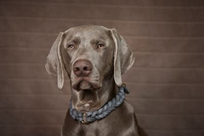 Thumbnail 5: ammi® for Dogs Fettlederhalsband geflochten Gr. XL / Grau