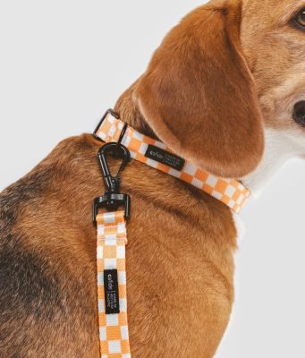 Thumbnail 3: CAFIDE Recyceltes PET-Halsband, Juno