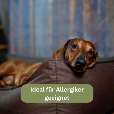 Thumbnail 1: Bettenhaus Traumhund® Orthopädisches Hundebett - Organic 95