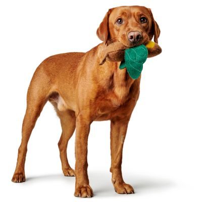 Thumbnail 3: HUNTER Hundespielzeug Florenz, Biene 29 cm