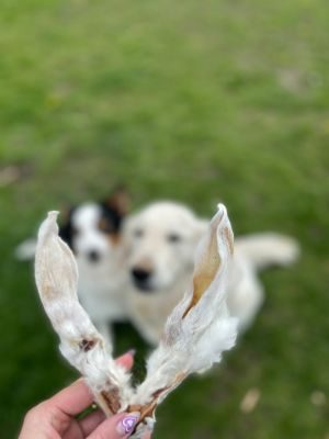 Thumbnail 1: kauartikel.com Kaninchen-Ohren mit Fell Premium Qualität - Hunde-Kauartikel - Hunde-Snack - Hypoallergen-Kausnack - Hasen-Leckerli