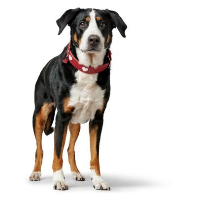 Thumbnail 19: HUNTER Halsband Love S-M (50), rot/schwarz