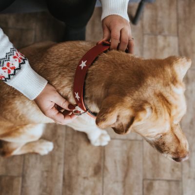 Thumbnail 5: HUNTER Halsband Magic Star M (55), rot/schwarz