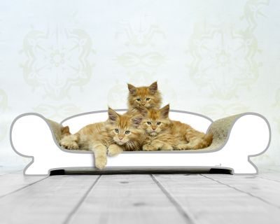 Thumbnail 1: cat-on VERTIGE Design Katzensofa, weiß, grauer Rand (000d)