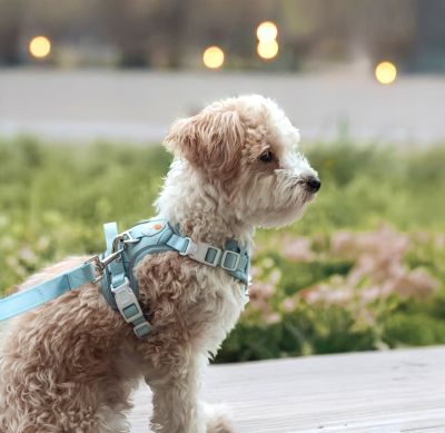 Thumbnail 4: SimplePets Alltagsheld-Geschirr in Pastel Mint