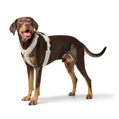 Thumbnail 6: HUNTER Geschirr Maldon Up Limited Edition S-M, greige