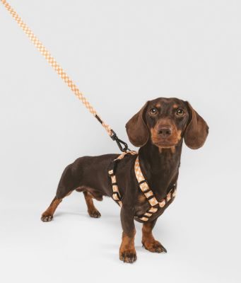 CAFIDE Leine 1,2 m, recyceltes PET, Juno