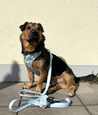 Thumbnail 3: SimplePets Hundeleine light