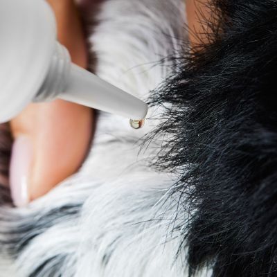 Thumbnail 5: Tierliebhaber Z-Spot für Hunde - Gegen Zecken & Flöhe