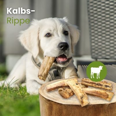 Thumbnail 2: kauartikel.com Kalbs-Rippe - 5 Stück - Hunde-Kauartikel - Hunde-Snack - Kausnack - Kälber-Leckerli  (Rind)