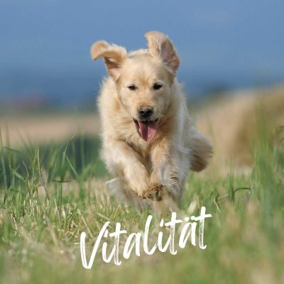 Thumbnail 2: TJURE TJURE - Gelenk Liquid - 250 ml | optimale Unterstützung für die Gelenke | Kräftigung der Gelenkfunktionen |