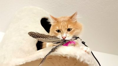 Thumbnail 1: SCHLITZOHR Katzenangel Arnold