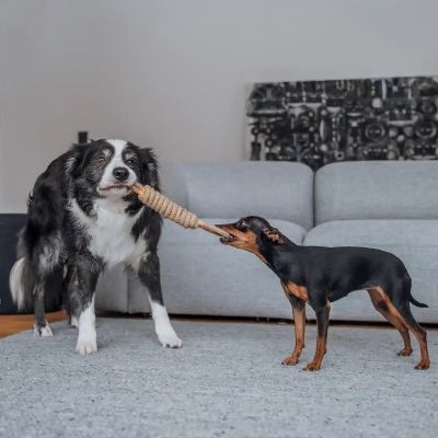 Thumbnail 2: Rudelkönig Seilspielzeug für Hunde aus 100% Baumwolle, Tau Hundespielzeug