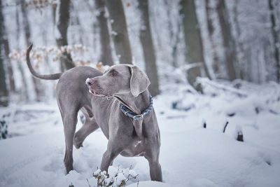 Thumbnail 3: ammi® for Dogs Fettlederhalsband geflochten Gr. XL / Grau