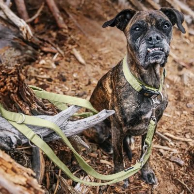 Thumbnail 2: Rudelkönig Hundeleine Frida 2,30m, Verstellbare Hundeleine große Hunde, Robuste Führleine