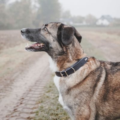 Thumbnail 6: HUNTER Halsband Grenaa S-M (47), dunkelblau