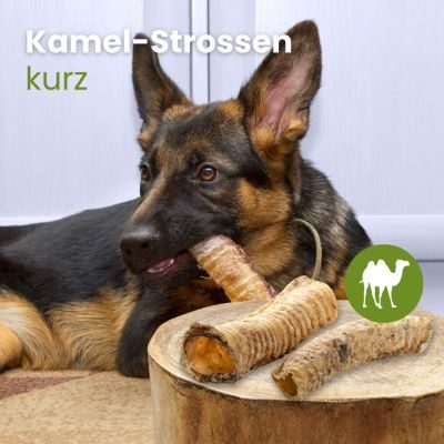 Thumbnail 2: kauartikel.com Kamel-Strossen, kurz - hypoallergener Hunde-Kauartikel - Hunde-Snack - Kausnack - Leckerli
