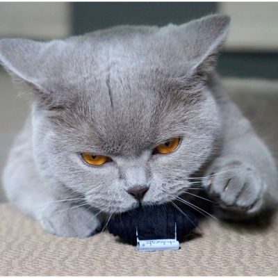 Thumbnail 3: stylecats® Katzenspielzeug Wrappy graphit Ø = 5,5 cm