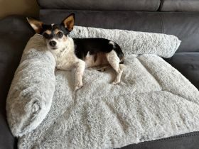 ammi® for Dogs Kuschelwurst Hermelin Gr. S/M / Grau