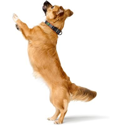 Thumbnail 5: HUNTER Halsung Maldon XL, orange/grau