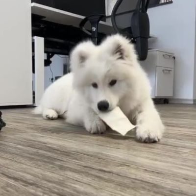 Thumbnail 6: kauartikel.com Büffel-Kauchips, weiß - Hunde-Kauartikel - Hunde-Snack - Büffel-Kausnack - Leckerli vom Rind