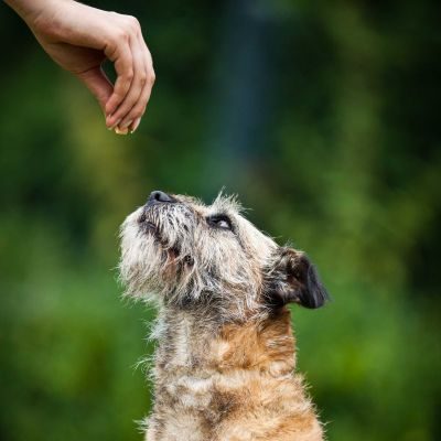 Thumbnail 5: Sollis Zarter Liebesbeweis - Huhn Fleischwürfel