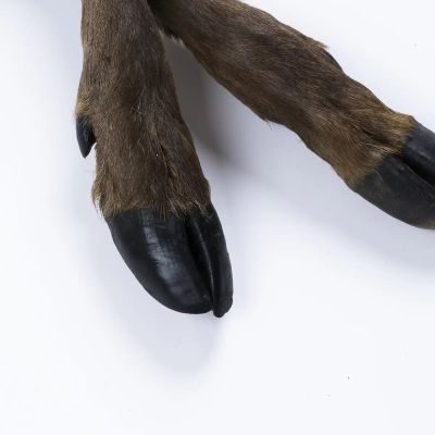 Thumbnail 2: Royal Diamonds Royal Diamonds Hirschunterbein mit Fell 3 Stück