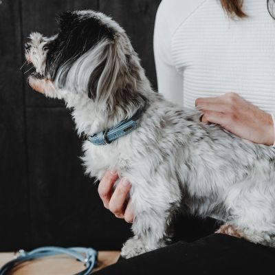 Thumbnail 8: HUNTER Halsband Soho Mini XXS-XS (27), hellblau