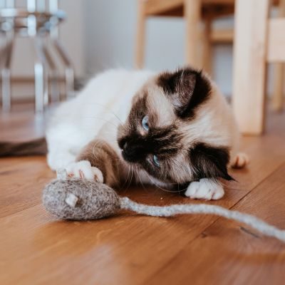 Thumbnail 1: stylecats® Katzenspielzeug Mousi long hellgrau 70 cm