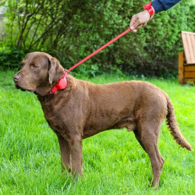 Thumbnail 4: doddle for dogs Halsband mit integrierter Leine für große Hunde rot