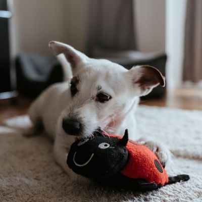 Thumbnail 5: HUNTER Hundespielzeug Florenz, Marienkäfer 20 cm