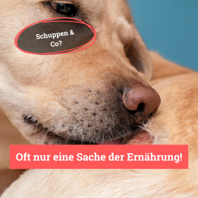 Thumbnail 6: BeG Buddy Haut und Fell für Hunde - Fell-Express - Fellgesundheit