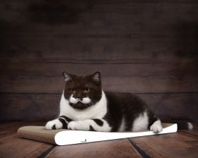 cat-on LOUNGER SLIM LINE Kratzbrett für Katzen, weiß, gestrichen (000x)