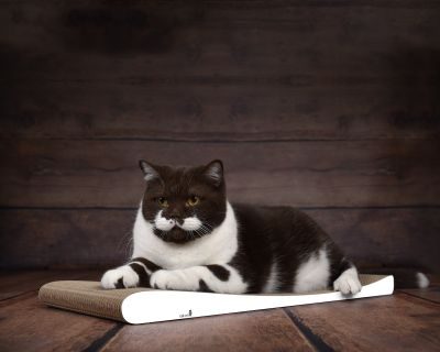 Thumbnail 1: cat-on LOUNGER SLIM LINE Kratzbrett für Katzen, weiß, gestrichen (000x)