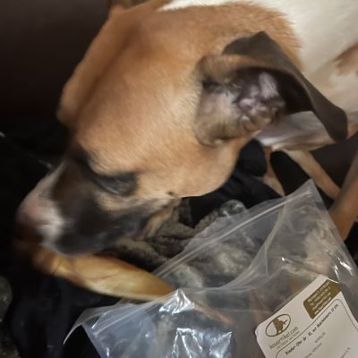 Thumbnail 5: kauartikel.com Rinder-Ohr - Hunde-Kauartikel - Hunde-Snack - Kausnack - Leckerli vom Rind