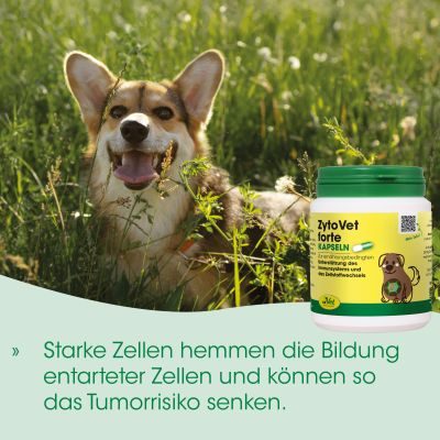 Thumbnail 2: cdVet ZytoVet forte 1 kg – Natürliche Ergänzung für Zellstoffwechsel & Immunsystem