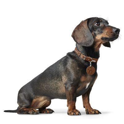 Thumbnail 5: HUNTER Halsband Aalborg Style XS (32), cognac