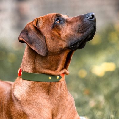 Thumbnail 7: Hey Lana Hundehalsband Outdoor SPORT – Wasserfest Neonorange / Grün / S/32-39