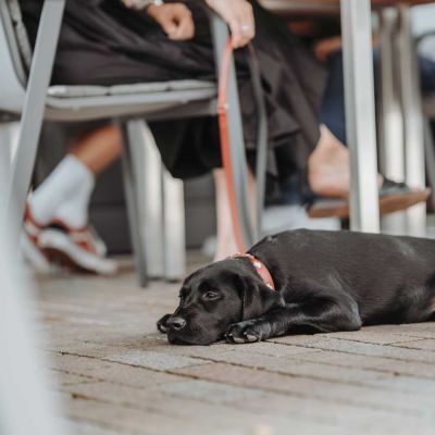 Thumbnail 5: HUNTER Halsband Swiss XL (75), rot/schwarz