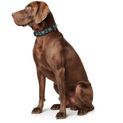 Thumbnail 4: HUNTER Halsband Sioux M-L (60), schwarz