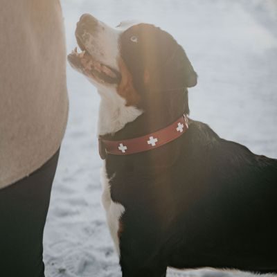 Thumbnail 2: HUNTER Halsband Swiss XL (75), rot/schwarz