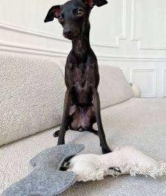 CAFIDE Juguete Perro Blanco Hueso, Fleky