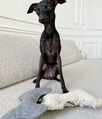 CAFIDE Juguete Perro Blanco Hueso, Fleky