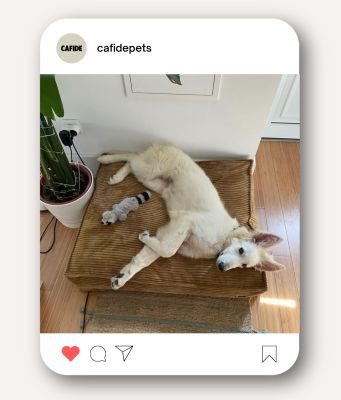 Thumbnail 8: CAFIDE Hundebett, Cuadra