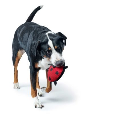 Thumbnail 7: HUNTER Hundespielzeug Florenz, Marienkäfer 20 cm