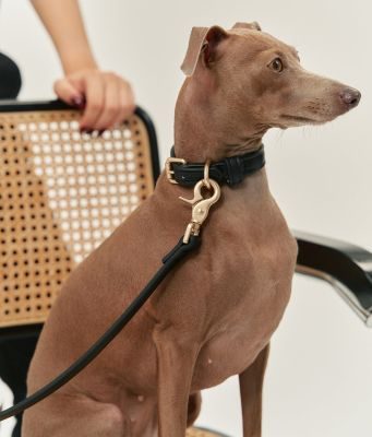 Thumbnail 2: CAFIDE Hundehalsband aus Veganem Leder, Jala
