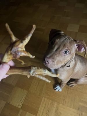 Thumbnail 4: kauartikel.com Hühner-Füße - Hunde-Kauartikel - Hunde-Snack - Kausnack aus Huhn - Geflügel-Leckerli